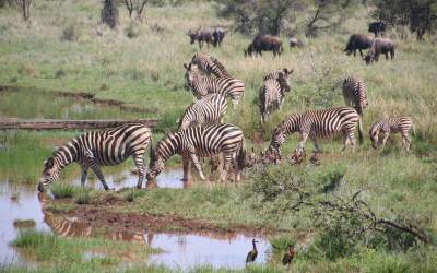 Un exemplar unic de zebră...