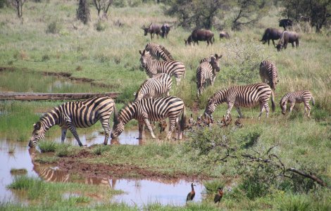 Un exemplar unic de zebră fără dungi a fost găsit în Namibia