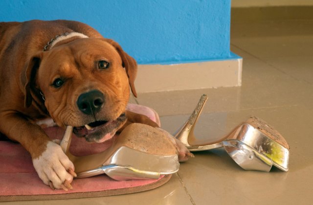 Rase de câini interzise în unele țări