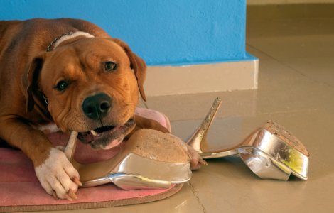  Top  Rase de câini interzise în unele țări