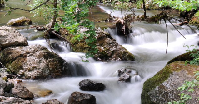 Poluare masivă cu amoniac în pârâul Bicaz. Păstrăvii din 5 bazine au murit