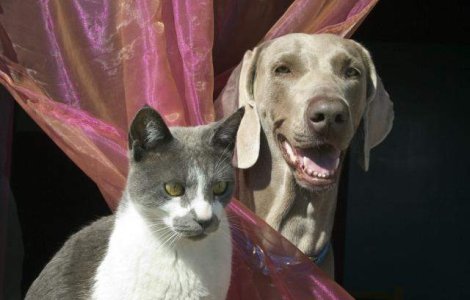 Sesizeaza abuzuri asupra animalelor la numarul 9667