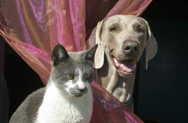 Sesizeaza abuzuri asupra animalelor la numarul 9667