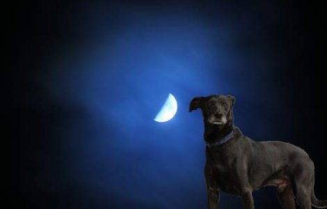 Perla de politician: Primul om care a ajuns pe Luna a fost un caine