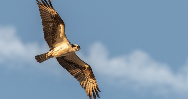 O femeie a salvat un șoim care a căzut într-o piscină. Ce s-a întâmplat după