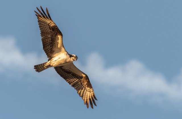 O femeie a salvat un șoim care a căzut într-o piscină. Cum a reacționat pasărea după