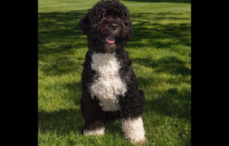 Unul dintre câinii familiei Obama a murit. Ce mesaj a transmis fostul președinte