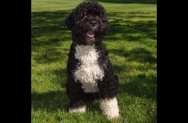 Unul dintre câinii familiei Obama a murit. Ce mesaj a transmis fostul președinte