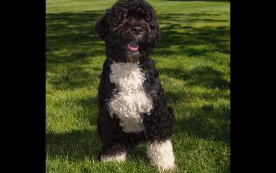 Unul dintre câinii familiei...