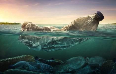 Franța: 16 kilograme de deşeuri plastice, găsite în stomacul unei balene