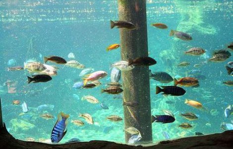 S-au casatorit sub apa!