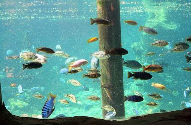 S-au casatorit sub apa!