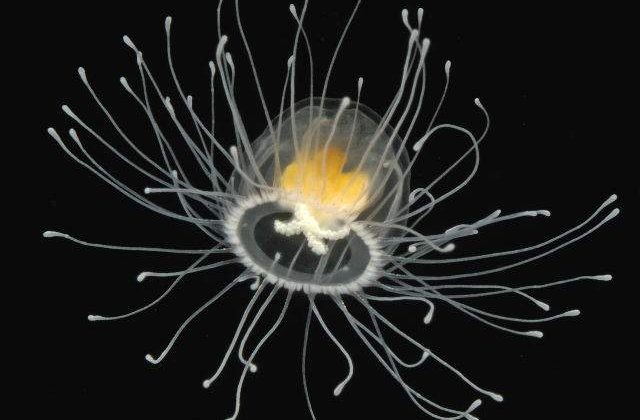 S-a descoperit vietatea care nu moare niciodata