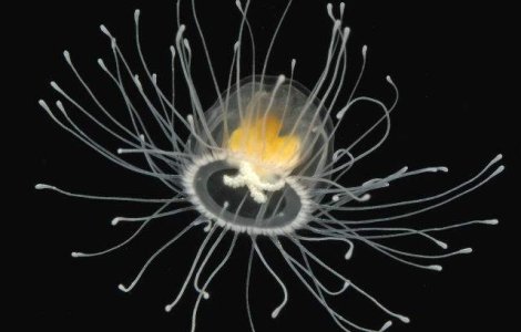 S-a descoperit vietatea care nu moare niciodata