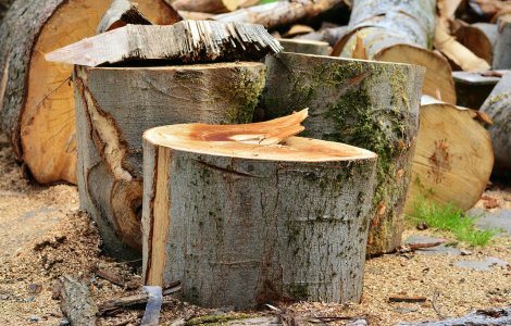 Harghita: Zeci de arbori care pun în pericol circulația au fost tăiați
