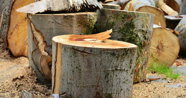 Harghita: Zeci de arbori care pun în pericol circulația au fost tăiați