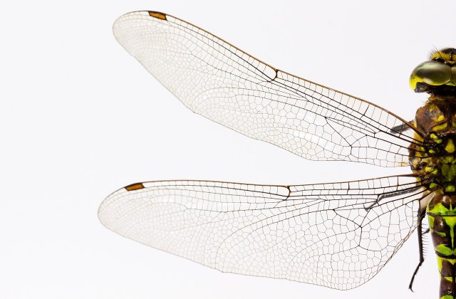 Motive pentru care casa ta ar putea atrage insecte și cum să oprești acest lucru