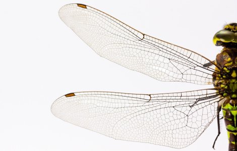  Top  Motive pentru care casa ta ar putea atrage insecte și cum să oprești acest lucru