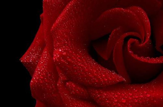 Cocaina ascunsa in trandafirii de Valentine&#39;s Day