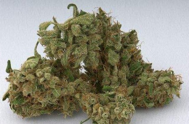 Razie nationala in magazinele de etnobotanice