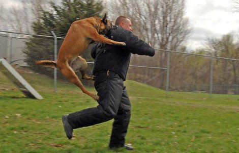 R. Moldova: Cainii din politie vor fi dresati exclusiv in limba romana