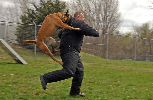 R. Moldova: Cainii din politie vor fi dresati exclusiv in limba romana