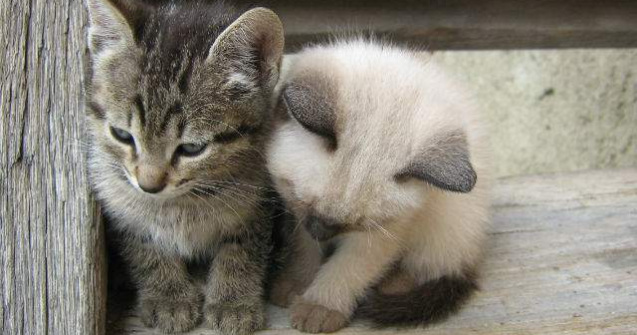 Invazie de pisici fara stapan in Cipru