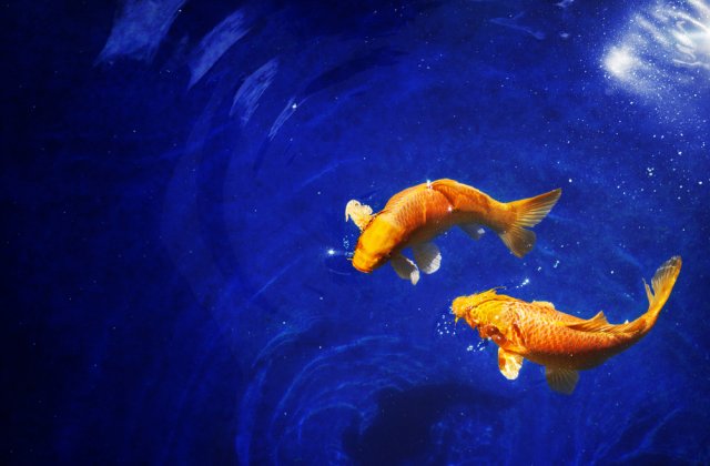 Top 10 cele mai frumoase calități ale zodiei Pești