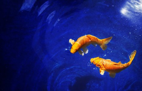 Topul 10 caliti ale zodiei Pești