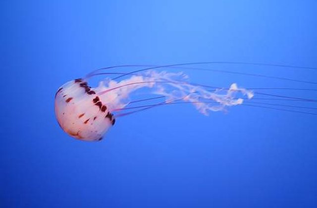 Strania poveste a meduzei nemuritoare