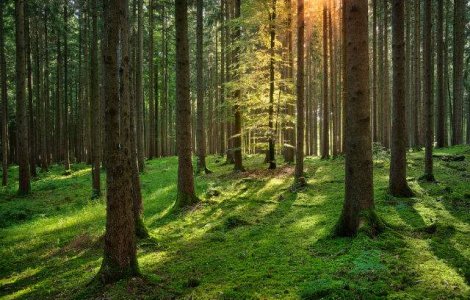 "Sa eliminam presa scrisa pentru a salva padurile"