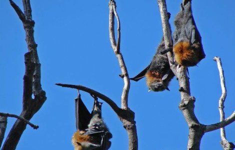 Care este secretul longevitatii liliecilor