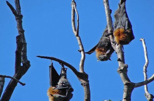 Care este secretul longevitatii liliecilor