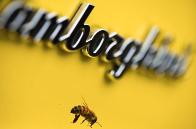 Ce legătură există între Lamborghini și o colonie de 600.000 de albine?