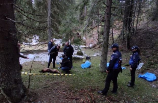 Zeci de câini au fost găsiți morți în Parcul Național Domogled - Valea Cernei. Polițiștii efectuează cercetări