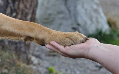 Plini de energie și foarte...