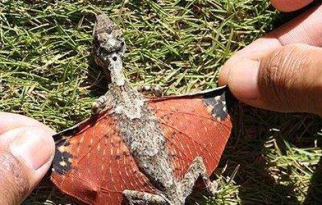 Dragon similar celui din Avatar, descoperit in Indonezia