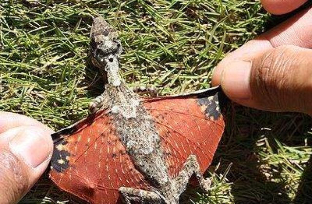 Dragon similar celui din Avatar, descoperit in Indonezia