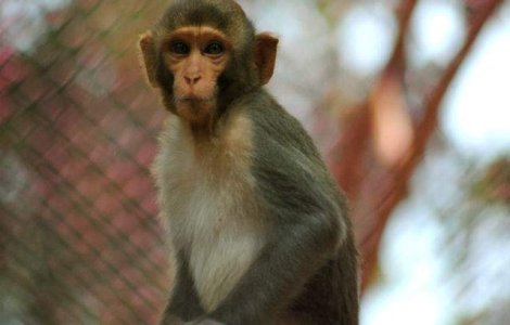 Un tratament experimental impotriva virusului Ebola protejeaza maimutele