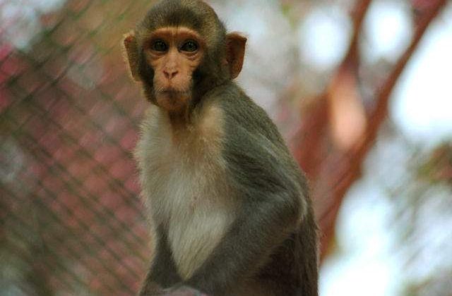 Un tratament experimental impotriva virusului Ebola protejeaza maimutele