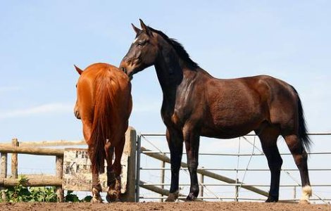 Ne vedem la...Pastele Cailor!