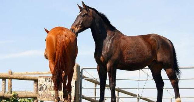 Ne vedem la...Pastele Cailor!