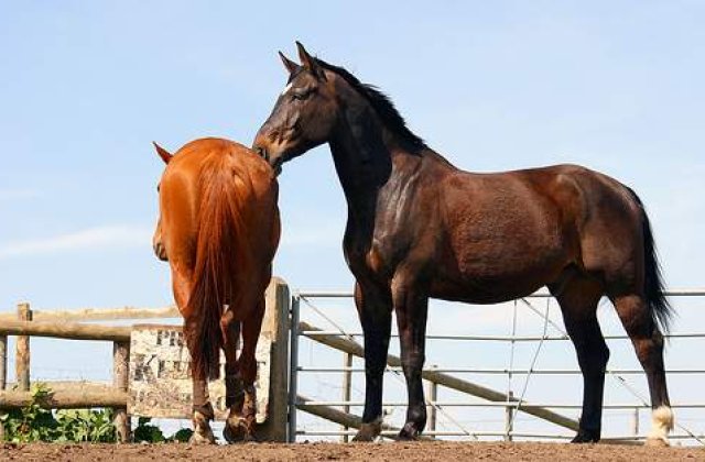 Ne vedem la...Pastele Cailor!