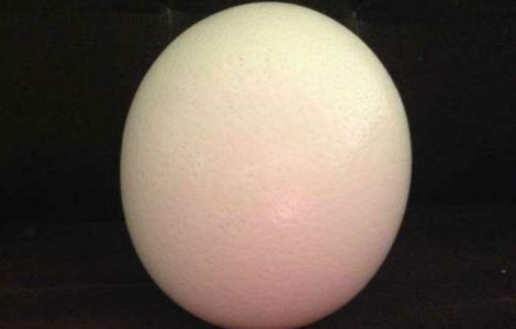 Cea mai veche harta a Lumii Noi, incrustata pe cojile a doua oua de strut