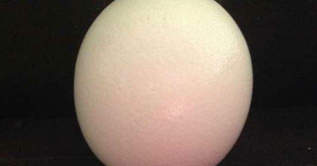 Cea mai veche harta a Lumii Noi, incrustata pe cojile a doua oua de strut