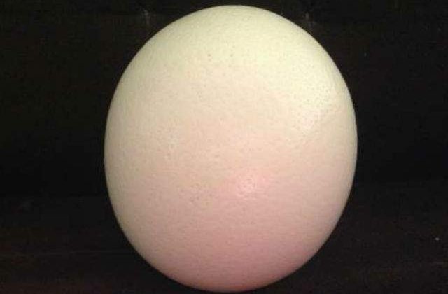 Cea mai veche harta a Lumii Noi, incrustata pe cojile a doua oua de strut