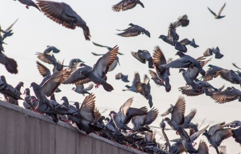 Se interzice hrănirea porumbeilor în Timișoara. Ce amendă riscă cei ce vor sfida regula