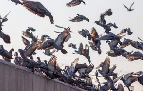 Se interzice hrănirea porumbeilor în Timișoara. Ce amenzi se vor aplica