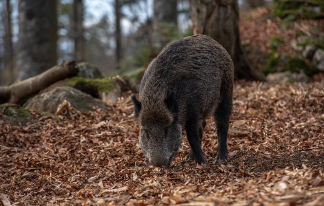 VIDEO Trei mistreți au fost surprinși pe un bulevard din Ploiești