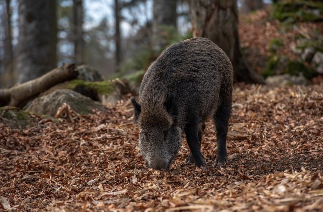 VIDEO Trei mistreți au fost surprinși pe un bulevard din Ploiești
